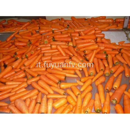 Carota fresca nel weifang